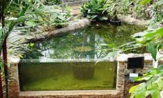 Садовый аквариум – новое веяние в современном ландшафтном дизайне